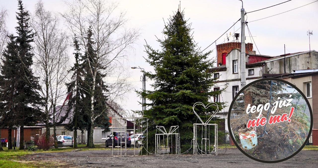 Presja ma sens. W Osieku nad Notecią stanęła nowa choinka