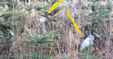 Tajemnicze białe kłębki pojawiły się na drzewach. Widziałeś je? Leśnicy tłumaczą