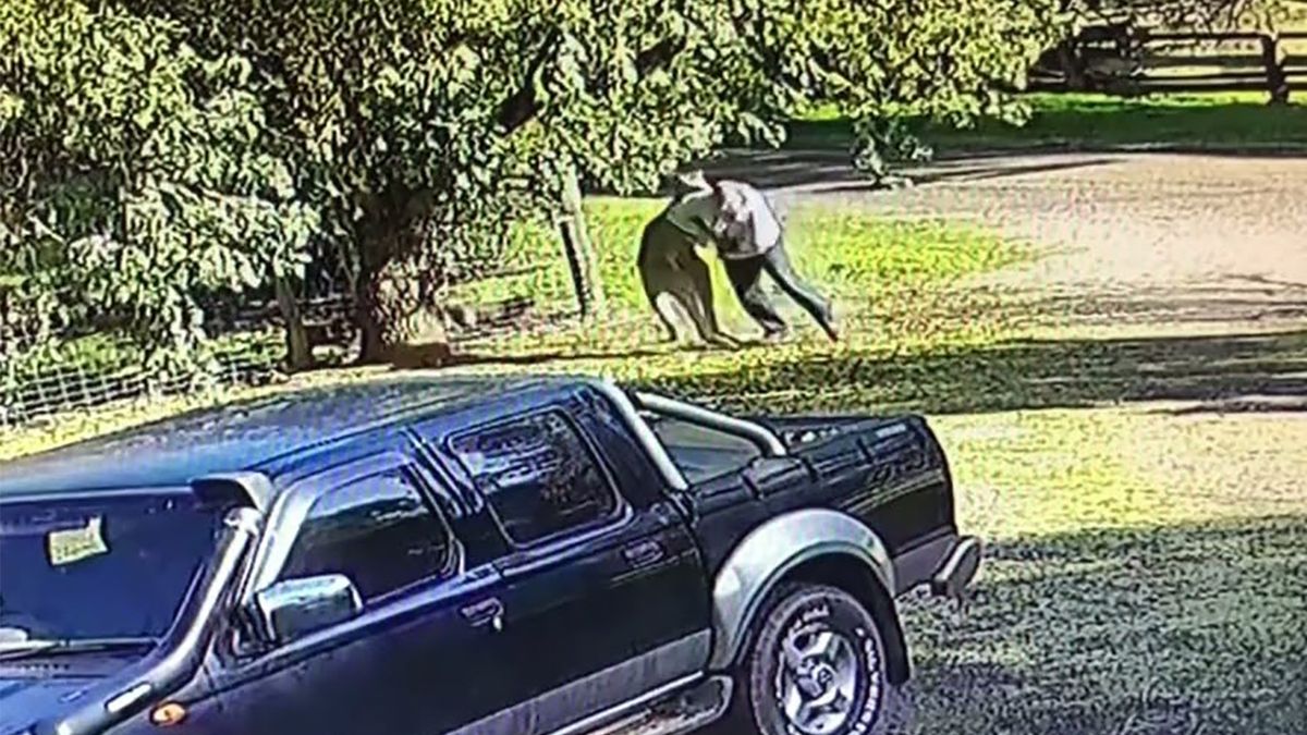 Między mężczyzną a zwierzęciem doszło do fizycznej konfrontacji