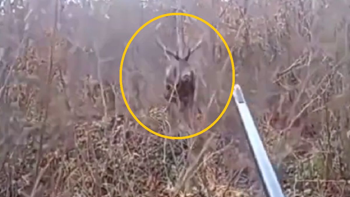 Jeleń zaatakował myśliwego 