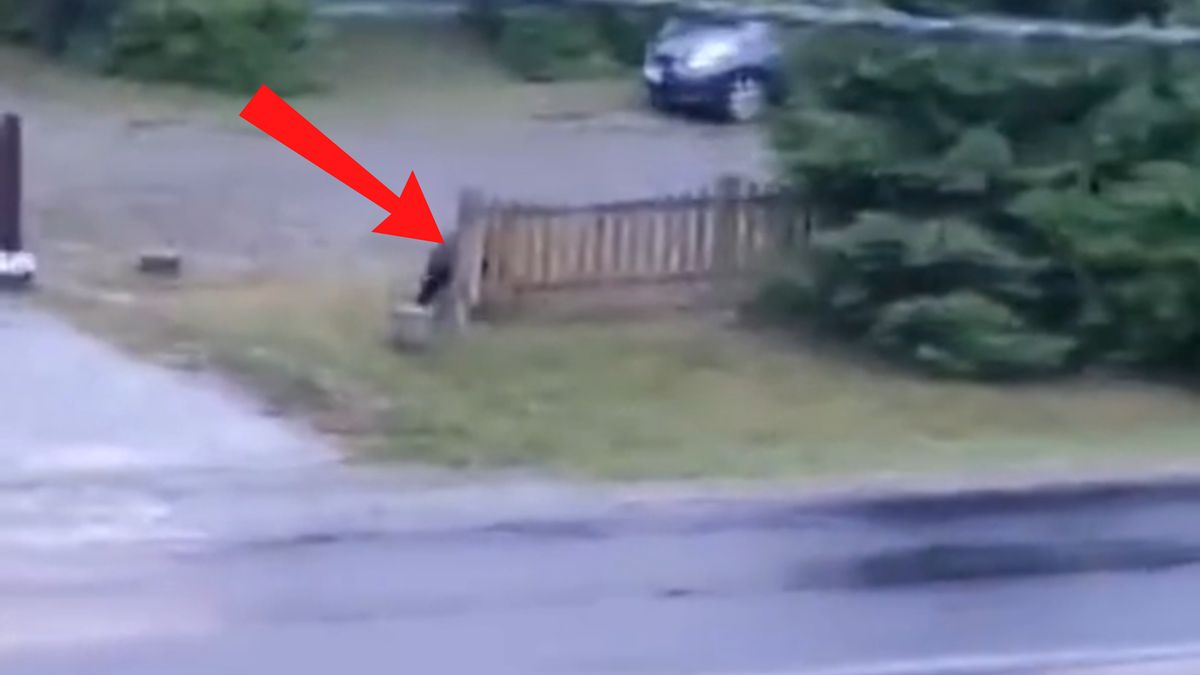 Dwa niedźwiedzie przyłapane w Bieszczadach.