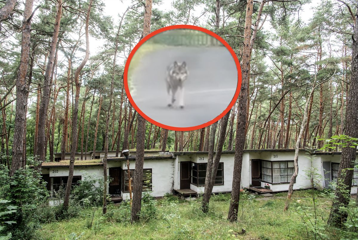 Wilki w podszczecińskiej wsi podjadają karmę bezdomnym kotom, dokarmianym przez opiekunkę