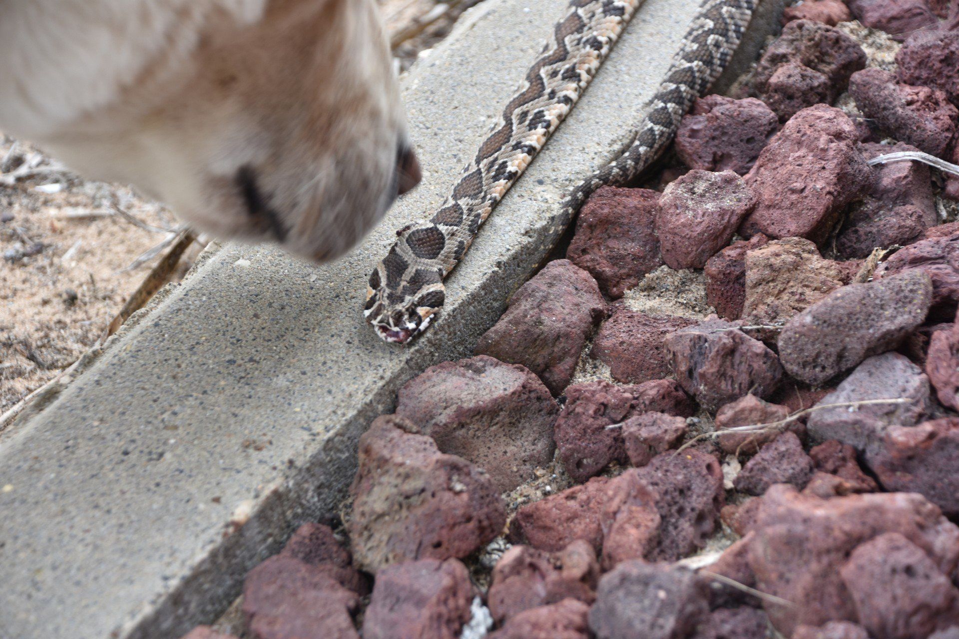 A dog sniffs a snake