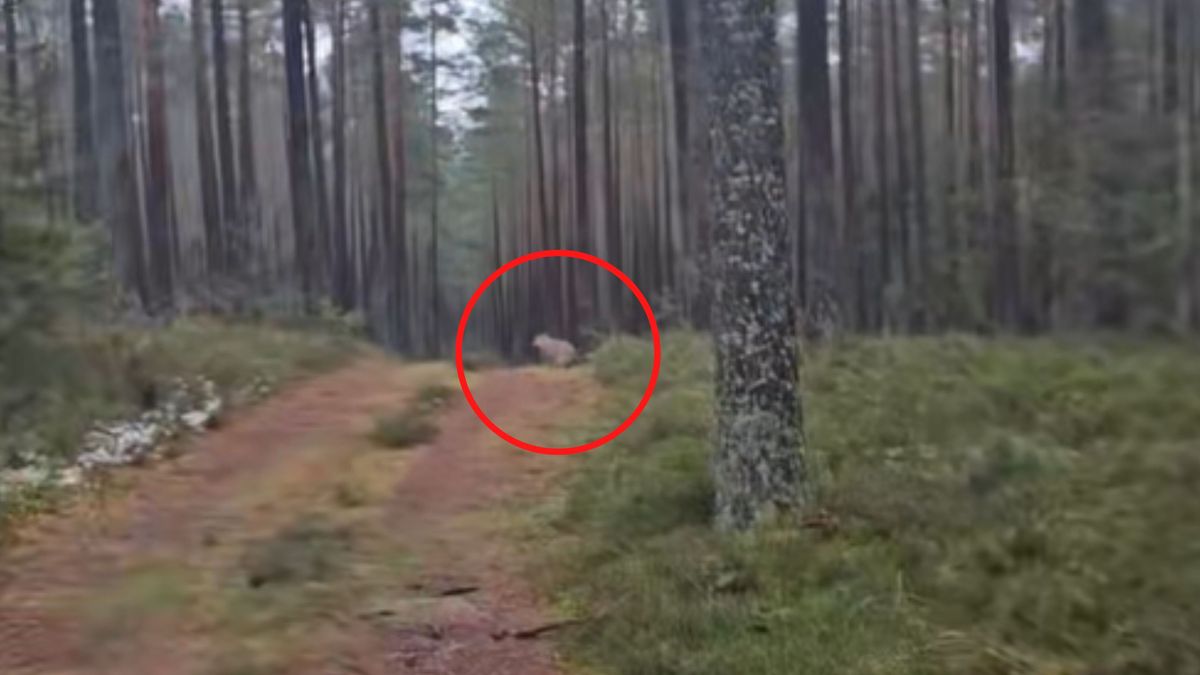 Przyłapał wilka na załatwianiu potrzeb.