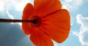 Tanieją pakiety roamingowe w Orange