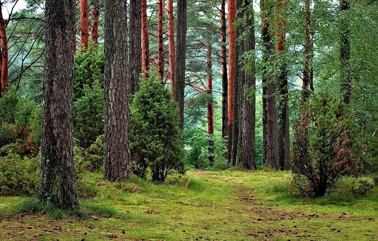 Majówka na świeżym powietrzu. Najlepsze miejsca na spacer po lesie