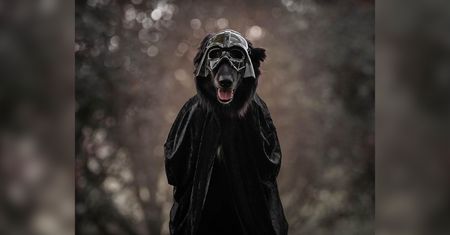 Czarne zwierzęta dają czadu. Fotografka przekonuje sesją do ich adopcji