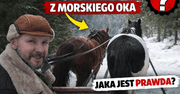 Konie z Morskiego Oka - jaka jest sytuacja na teraz?