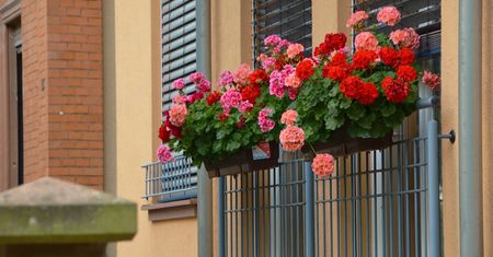 Czym nawozić pelargonie? Przygotuj domową odżywkę, a będą kwitły jak szalone!