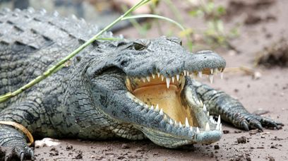Zaczepiał krokodyla w Australii. Konsekwencje będą nieprzyjemne