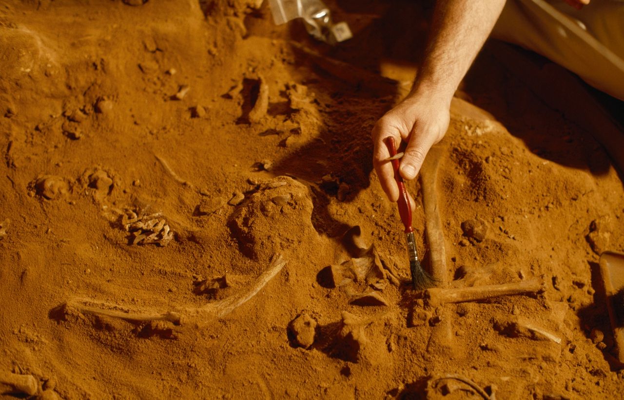 Archeolog bada ludzkie szczątki. Archeologia