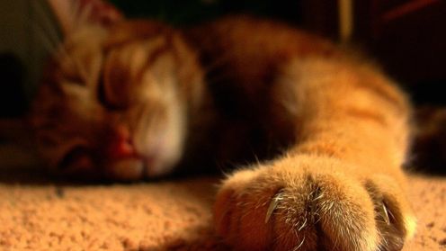 Jak znaleźć zwierzę do adopcji? 1