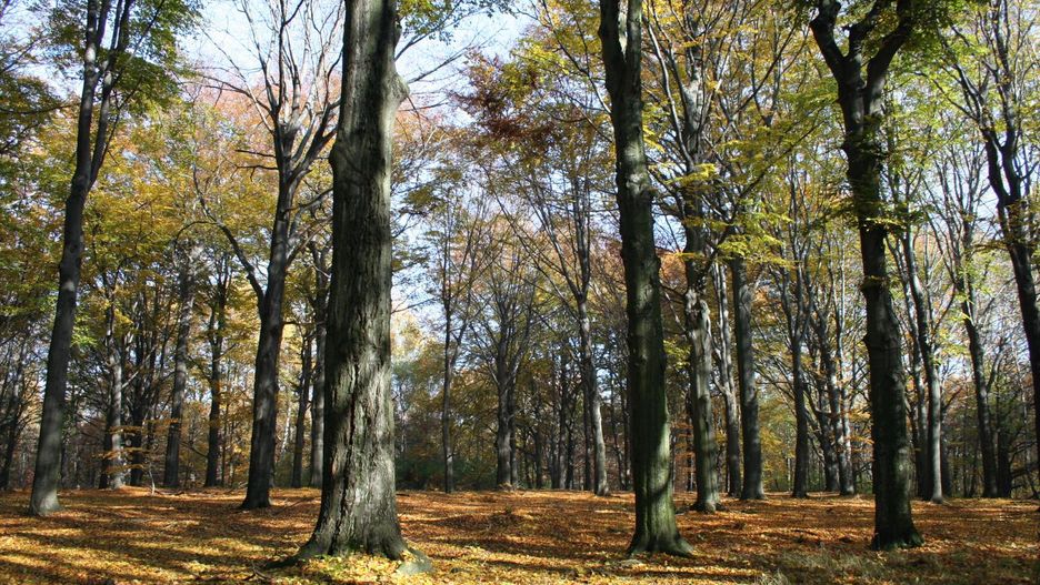 W Uroczysku Buczyna można znaleźć wiele pięknych miejsc, m.in. "zakochane sosny" 
