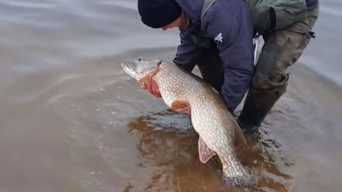 Wędkarz złowił rekordowego szczupaka.
