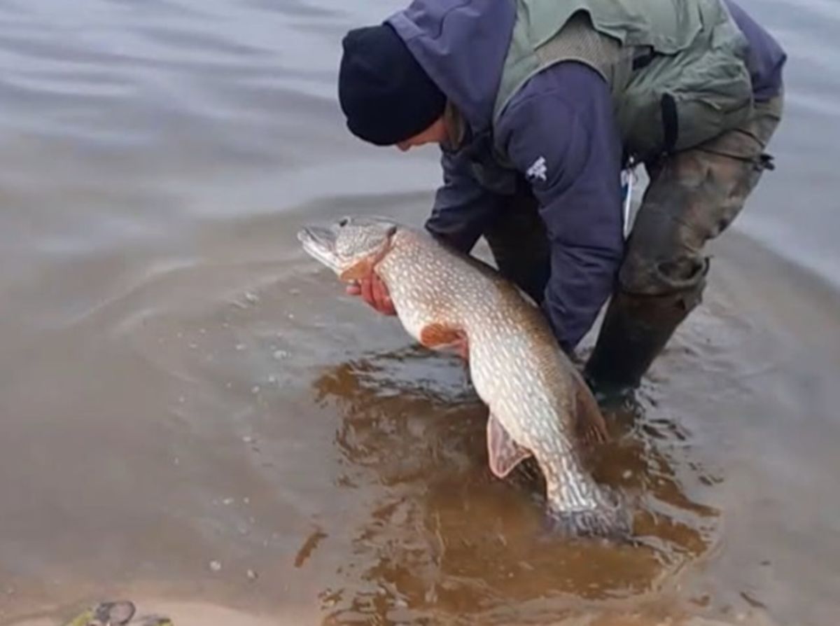 Była godz. 7 rano. Wyłowił rekordowego szczupaka. "118 cm"