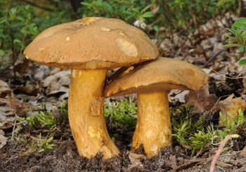 Niepozorne grzyby. Wielu je omija, a w sosie są lepsze nawet od prawdziwków