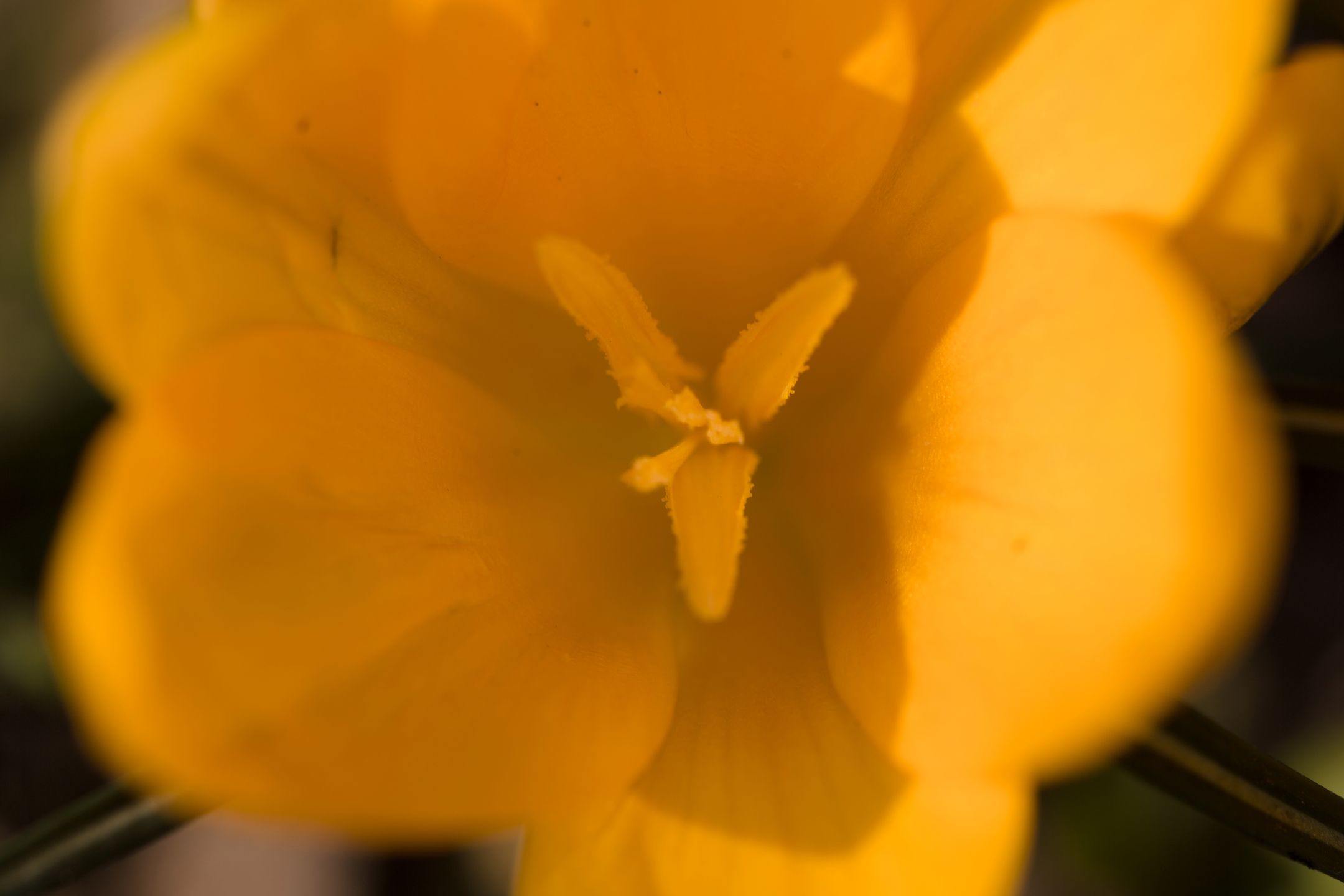 Tamron SP 90mm F/2.8 Di MACRO VC USD (F017) - solidne macro wśród mocnej konkurencji [recenzja] 108