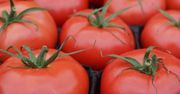 Pomidory spod osłon. Znamy najnowsze ceny