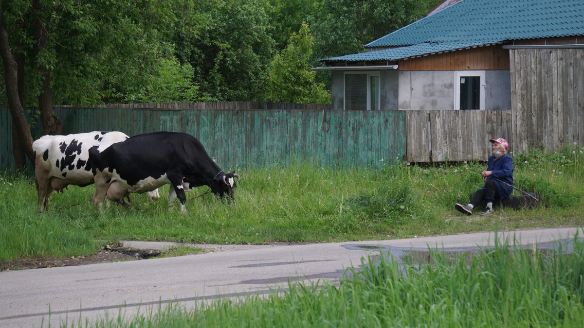 DEDOVSK, RUSSIA - JUNE,11 (RUSSIA OUT) A elderly woman herds cows on the street on June,11,2020 in Dedovsk, Russia. Requirements to wear masks and gloves to combat a spread of the coronavirus, which causes the COVID-19 disease is still in effect in Moscow. Russian capital has lifted the coronavirus lockdown earlier this week, allowing residents to walk and drive across the city without restrictions. (Photo by Mikhail Svetlov/Getty Images)
