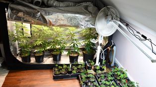 Szczecin: Policjanci przejęli 4 kg marihuany i zatrzymali 31-latka