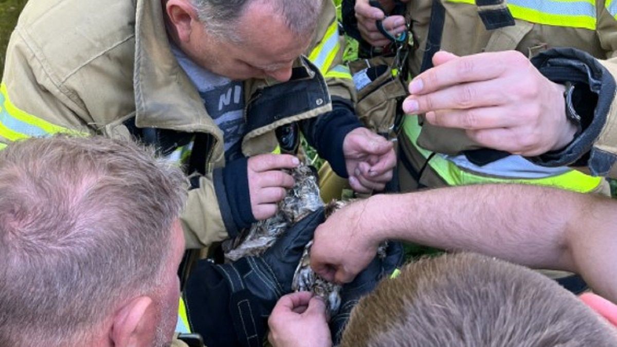 Nieproszony gość w placówce. 