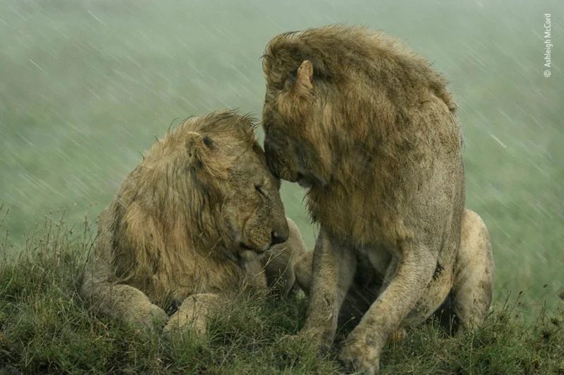 Publiczność wybrała najlepsze zdjęcia konkursu Wildlife Photographer of the Year 2021. Oto one 4