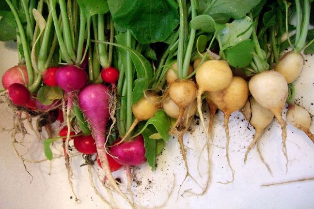 Kupując nowalijki, warto dowiedzieć się, czy wybrane przez nas warzywa nie były nawożone sztucznymi substancjami mogącymi zagrażać naszemu zdrowiu