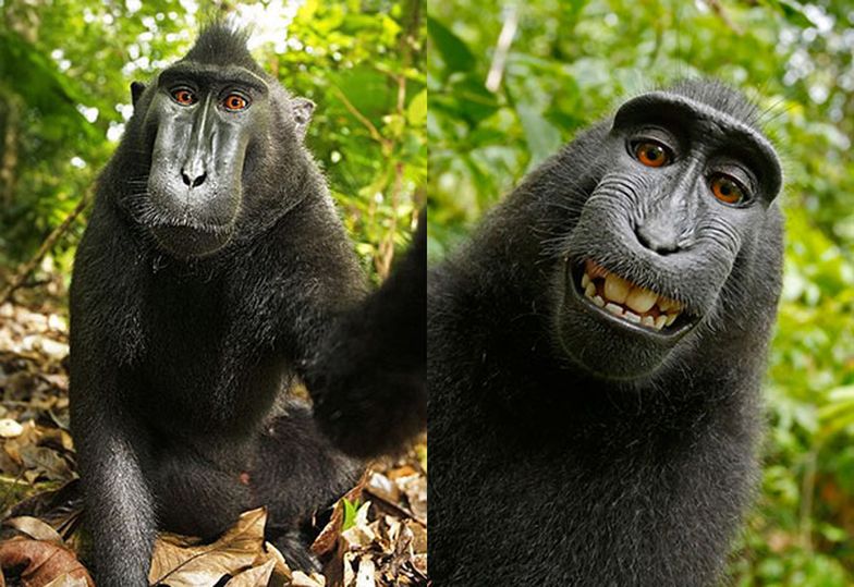 Ten makak ukradł aparat i zrobił sobie zdjęcie