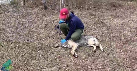 Dzień z życia samotnego wilka. Możemy go zobaczyć dzięki obroży z rejestratorem