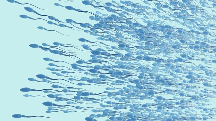 Azoospermia to brak plemników w nasieniu, schorzenie dotyczy około 1 procenta mężczyzn.