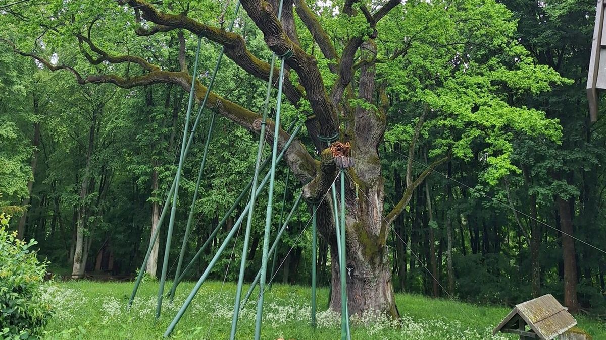 Dąb Bartek został uszkodzony.