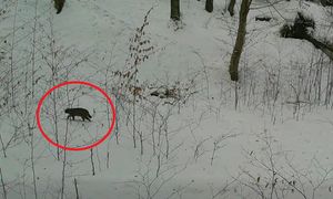 "Najbardziej tajemniczy mieszkaniec lasu". Przypomina kota domowego