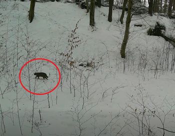 "Najbardziej tajemniczy mieszkaniec lasu". Przypomina kota domowego