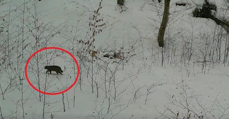 "Najbardziej tajemniczy mieszkaniec lasu". Przypomina kota domowego