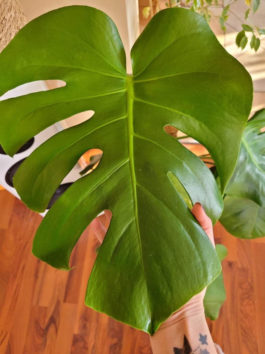 Monstera to jeden z najchętniej kupowanych przez Polaków gatunków roślin