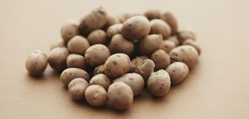 Nowa kategoria ziemniaków zmniejszy straty plantatorów