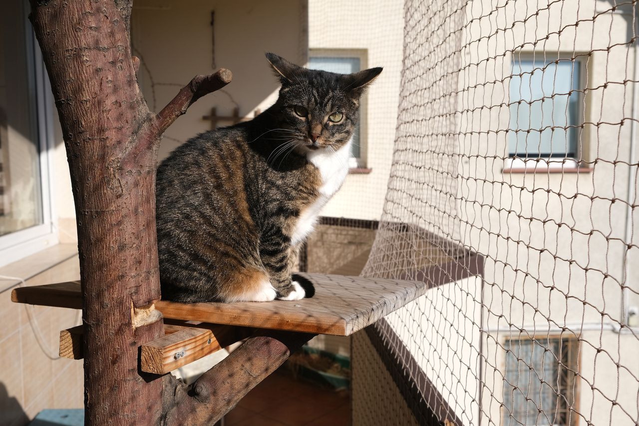 Urządź kotu"wybieg" na balkonie! Porady kociej behawiorystki