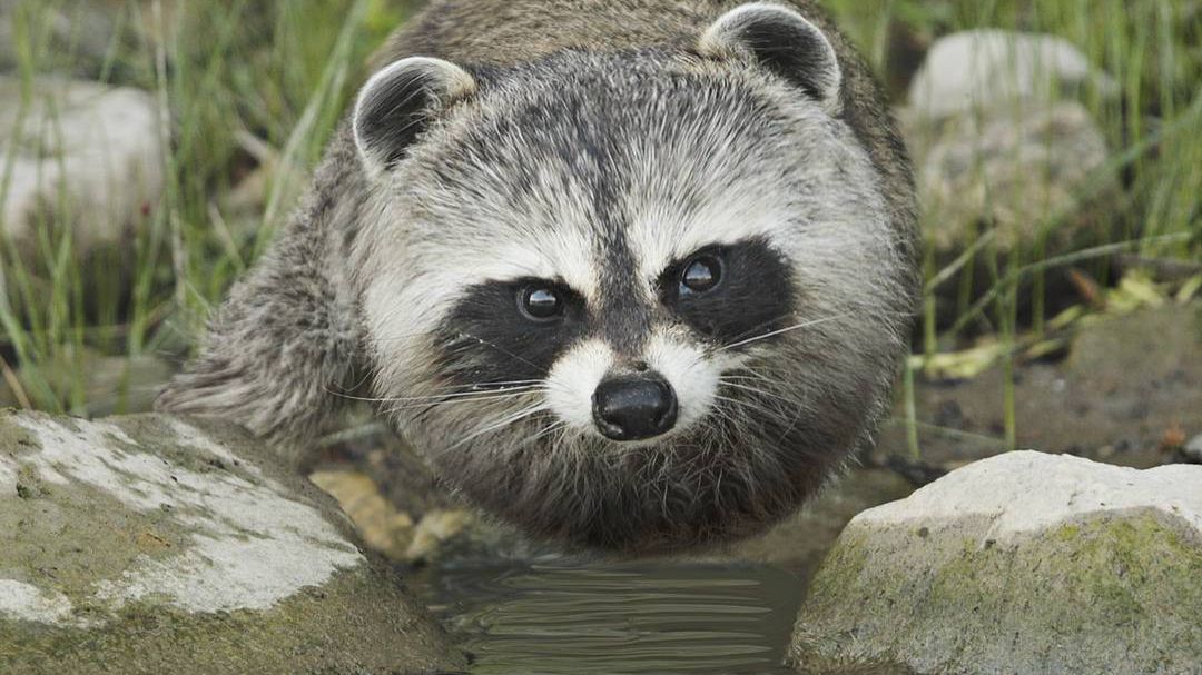 Zwierzęta, które wyglądają jak latające puszyste kulki podbijają internet 1