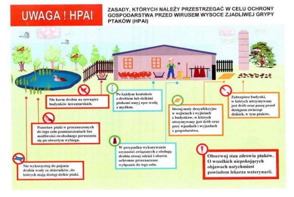 grypa