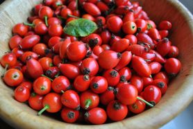 Dzika róża – przeciwwskazania, właściwości i zastosowanie