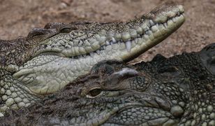 Zaginiony wędkarz odnaleziony w żołądku krokodyla. Makabra w Australii