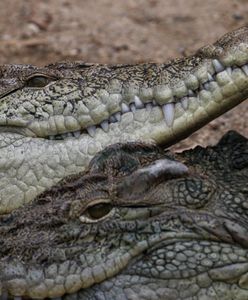 Zaginiony wędkarz odnaleziony w żołądku krokodyla. Makabra w Australii