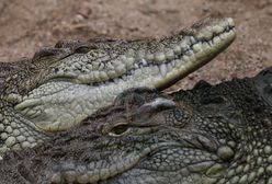 Zaginiony wędkarz odnaleziony w żołądku krokodyla. Makabra w Australii