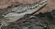 Zaginiony wędkarz odnaleziony w żołądku krokodyla. Makabra w Australii