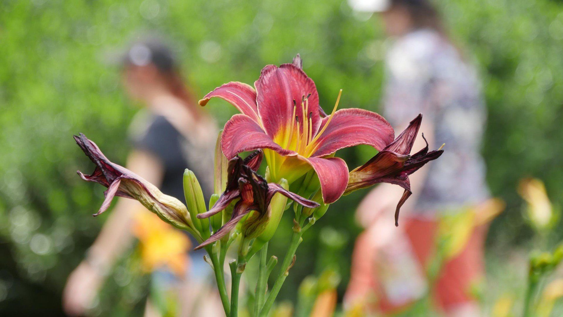 Na południu Dolnego Śląska, zaledwie godzinę drogi od Wrocławia, kryje się wyjątkowe miejsce - Arboretum w Wojsławicach. To nie tylko ogród botaniczny, ale też romantyczny park z ponad 200-letnią historią, w którym przyroda splata się z pasją i sztuką ogrodniczą.