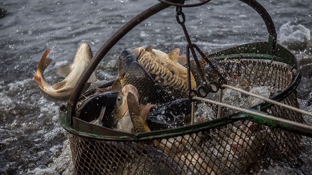 Ile będzie kosztować karp na Boże Narodzenie 2023?