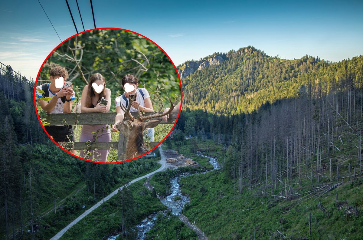 Turyści dokarmiali jelenia w Kuźnicach