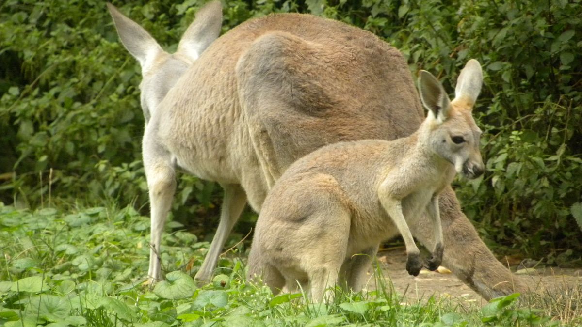 Australijczycy uważają kangury za szkodliwe zwierzęta 