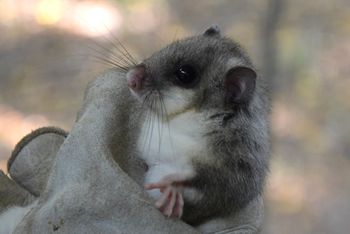 Będą śmigać w koronach drzew. Popielice wracają do Wielkopolskiego Parku Narodowego. Zoo w Poznaniu pomaga w reintrodukcji rzadkiego gatunku
