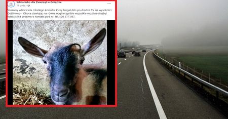 Poszukiwany właściciel koziołka. Przerażone zwierzę biegało po drodze S5